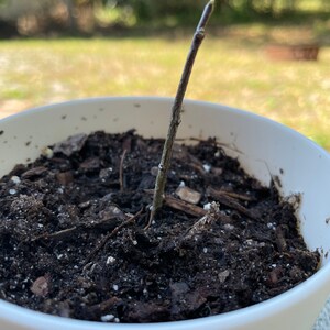 Cuenta inactiva ha añadido una foto de su compra