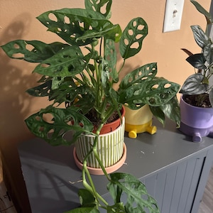 Lizzy added a photo of their purchase