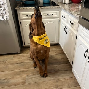 2 Pack Mom/Dad Earned It Dog Bandana - Nurse Graduation Gift For Pet (Mom Earned It 2 Pack)