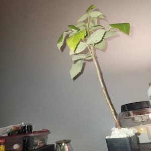aaron added a photo of their purchase