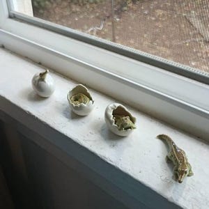 生まれたばかりのワニの陶器の置物：孵化した赤ちゃん動物の像 - Etsy 日本