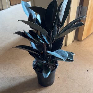 Scott added a photo of their purchase