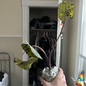 sydney added a photo of their purchase