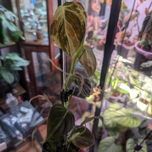 Sally added a photo of their purchase