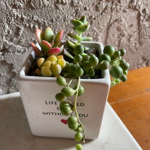 Amore's added a photo of their purchase