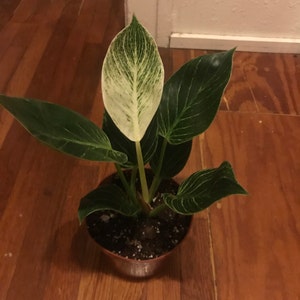 vic added a photo of their purchase
