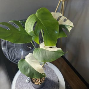 grant added a photo of their purchase