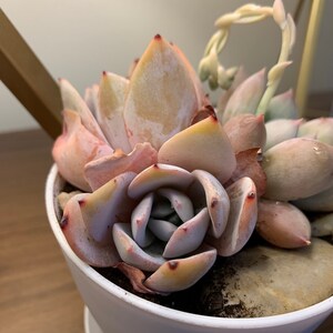 Lara added a photo of their purchase