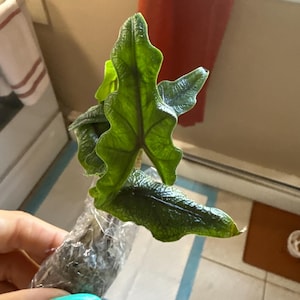 Samantha a ajouté une photo de son achat
