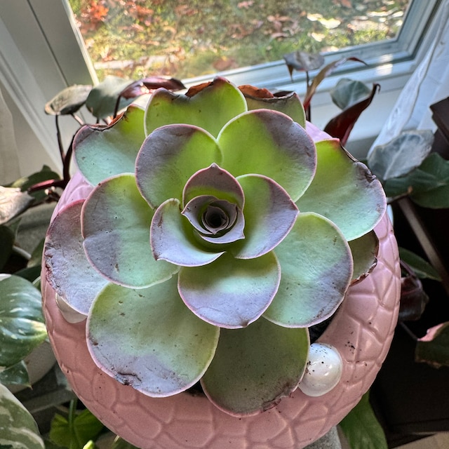 succulent fish tank Back to the Roots - Water Garden Duo - Includes Hydroponics and Aquaponics Ecosystem - Grow Year Round main image 0