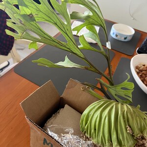 Platycerium Ridleyi Rare Uniqe Ornamental Plant - Etsy