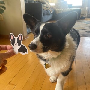 and white corgi puppies black tan corgi