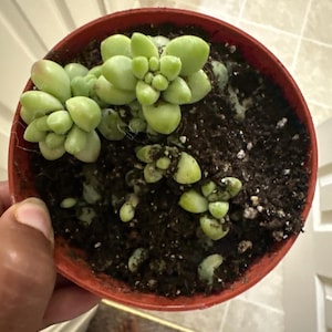 MsBeauty ha añadido una foto de su compra