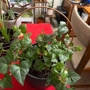Patti added a photo of their purchase