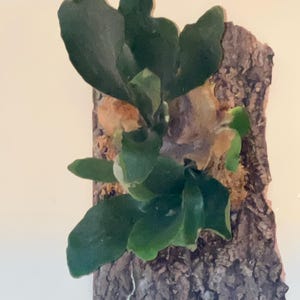 Latricia added a photo of their purchase