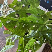 Monstera Adansonii Wide Form Swiss Cheese Plant - Etsy