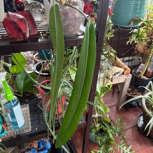 Denise added a photo of their purchase
