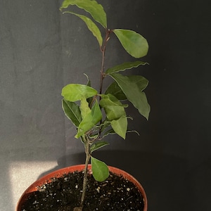 Garden hat ein Foto des gekauften Artikels hinzugefügt