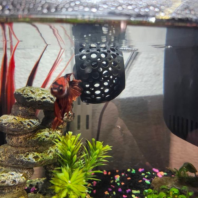 Betta Resting Cave - Grotta Galleggiante Per Pesci Betta E Gamberetti, Riparo Naturale Per Acquario