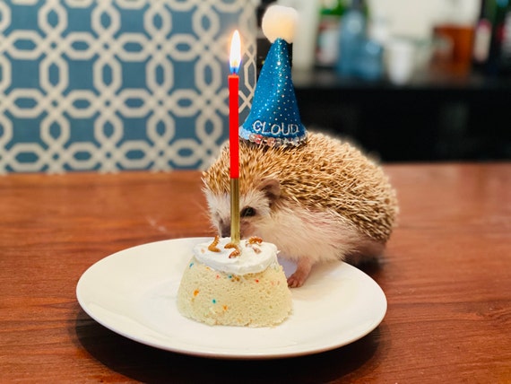 Customer photo of a pet with the First Birthday hat and matching tie or bow