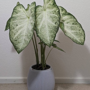 Comprador de Etsy ha añadido una foto de su compra