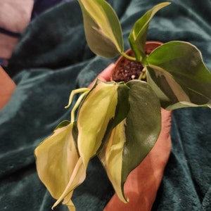 JoVon added a photo of their purchase