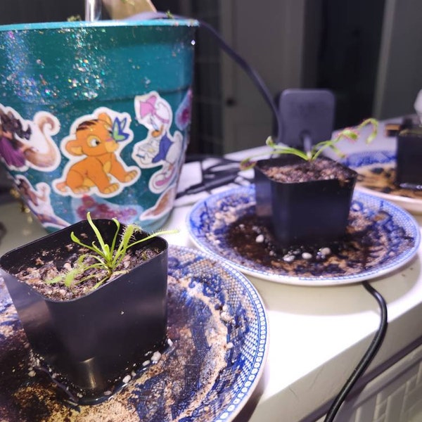 LIVE (3) Carnivorous Cape Sundew (drosera Capensis Typical) Small ...