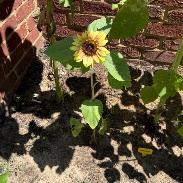Strawberry Blonde Sunflower Seeds, Helianthus Annuum, Pink and