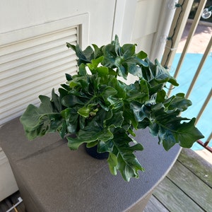 melissa added a photo of their purchase