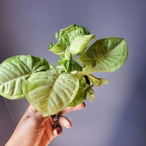 PlantyBear hat ein Foto des gekauften Artikels hinzugefügt