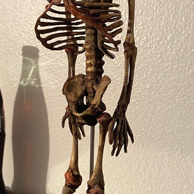 1/1サイズ　ロウリンハノサウルスの胎児骨格レプリカ 1/1サイズ ロウリンハノサウルスの胎児骨格レプリカ