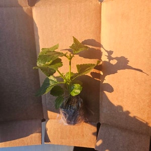 Shimpy added a photo of their purchase
