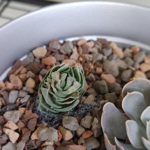 Barbara ha añadido una foto de su compra