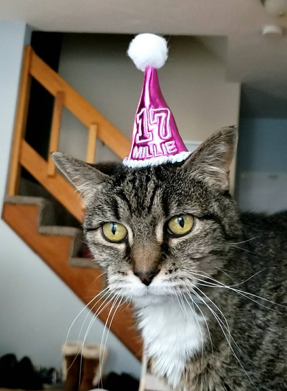 Customer photo of a pet with the First Birthday hat and matching tie or bow
