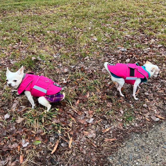 Winter Hundejacke – Warm, Wind- Und Wasserdicht, Mit Kapuze Und Riemen, Für Kleine Bis Mittlere Hunde