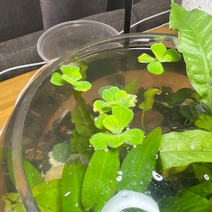 Shelby's heeft een foto van zijn/haar aankoop toegevoegd