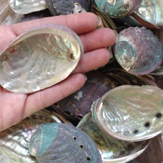 卸売（2-3インチ）35 - 150個のアワビの貝殻。貝殻工芸品沿岸ビーチ