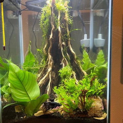 Picture of Natural Aquarium Hardscape Aquascape Rocks Cave Fish Tank Decorations ...