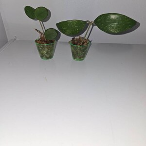 ホヤ ランサン シルバー スプラッシュ |希少な保谷植物 - Etsy 日本