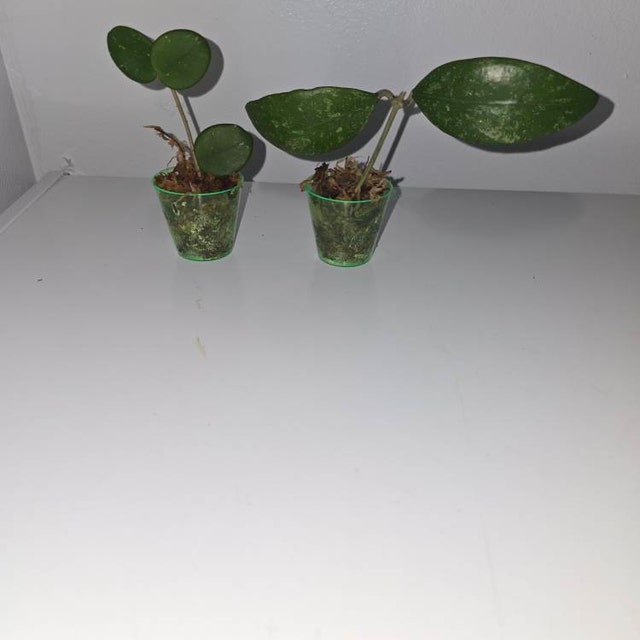 ホヤ ランサン シルバー スプラッシュ |希少な保谷植物 - Etsy 日本