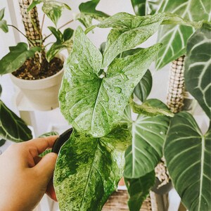 Peperomia Polybotrya Teardrop Peperomia Etsy