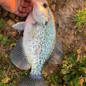 Gabarits Crappie Mustad 1/8 Oz - 3