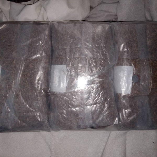 1 LB Shiitake Mushroom Grain Spawn – Ready To Inoculate – US Seller