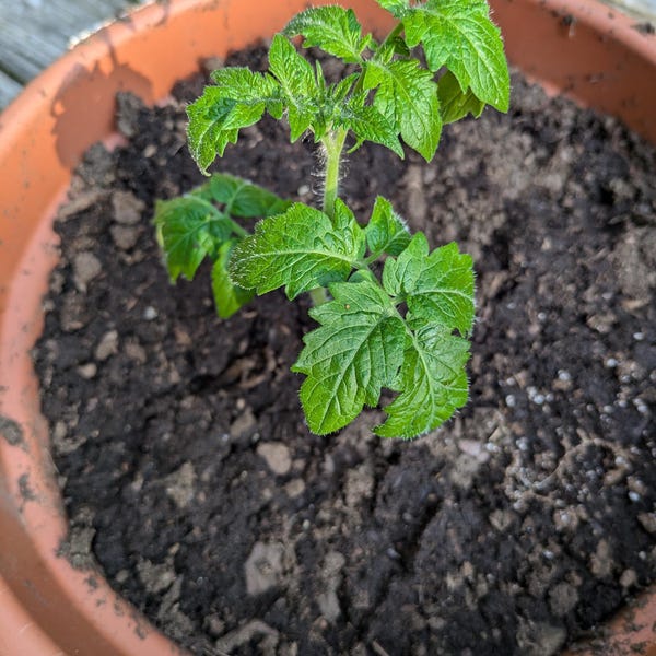 30 Semi Di Pomodoro Tigerella - Varietà Antica Inglese, Biologici, Non Ibridi, Da SemiSelvaggio Permacultura