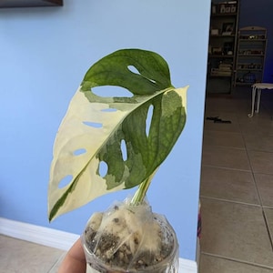 Chelsey added a photo of their purchase