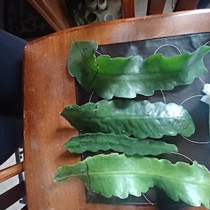 Alisha さんが購入した商品の写真を追加しました