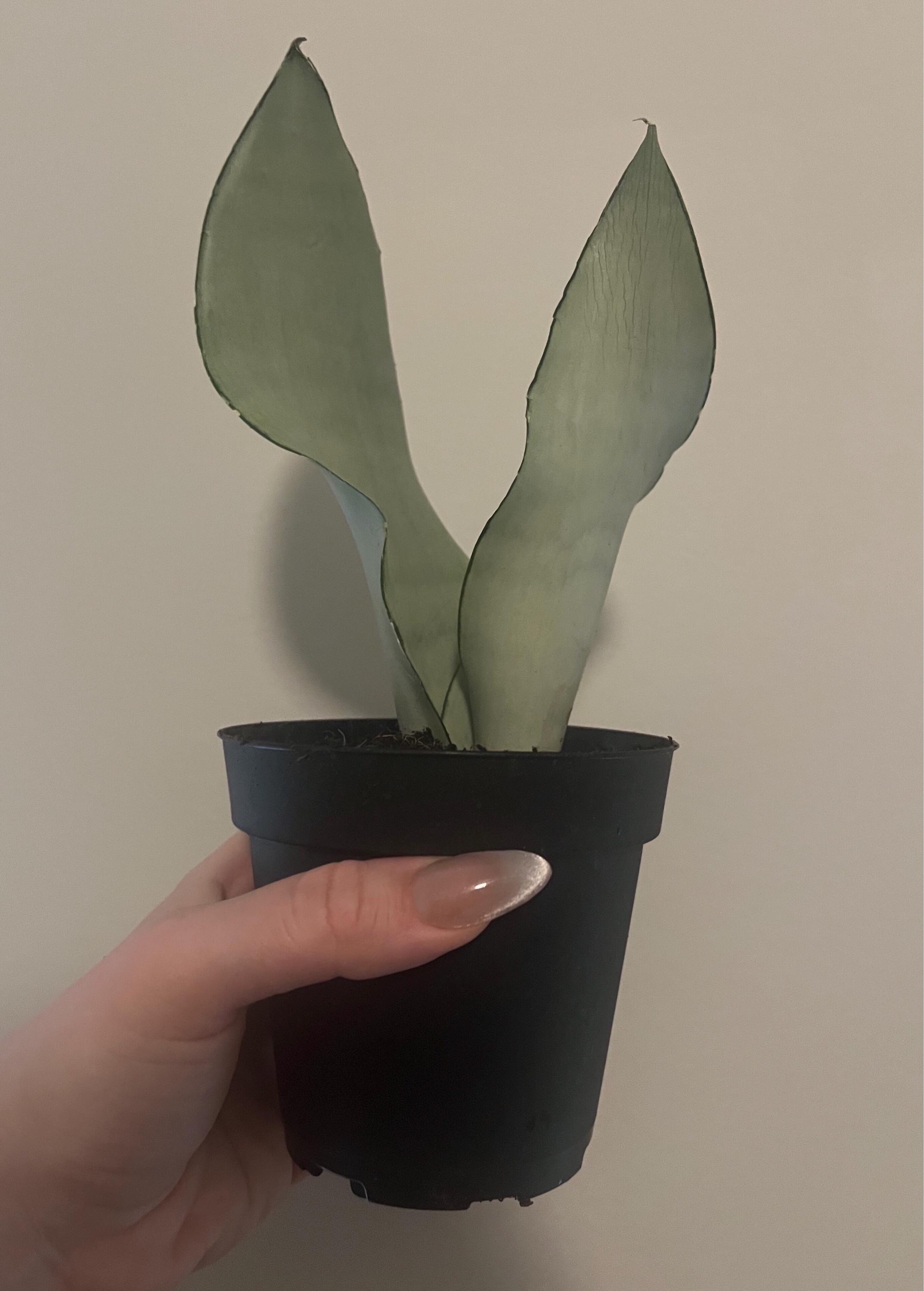 Moonshine Snake Plant – Sansevieria Moonshine – Rare Silvery Foliage – Easy Care Air Purifying Plant – Live Plant in 4” Pots