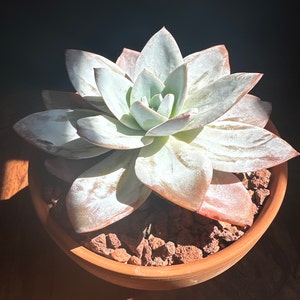 Sophie added a photo of their purchase