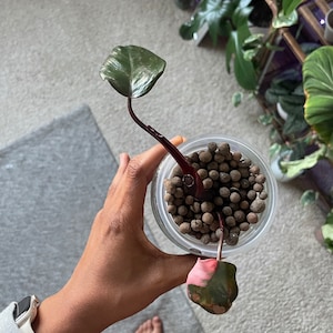 Leah added a photo of their purchase