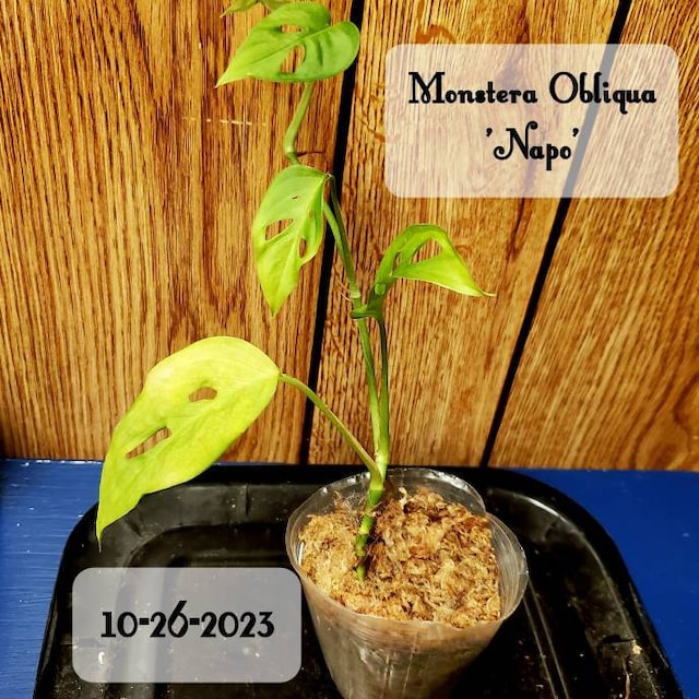 lonicera nitida vermehren Lonicera nitida | Bschungsmyrthe
